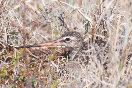 Hudsonian Godwit mother on nest